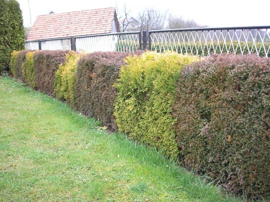 Klikni za vecu sliku ...