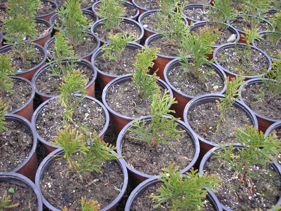 Klikni za vecu sliku ...