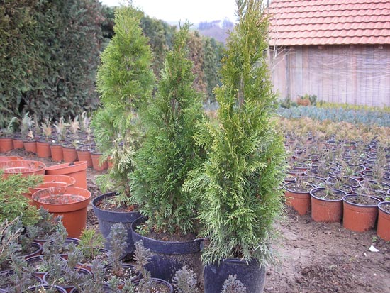 Klikni za vecu sliku ...